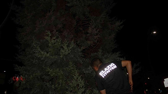 Ağaçta mahsur kalan yavru kedi için ekipler seferber oldu