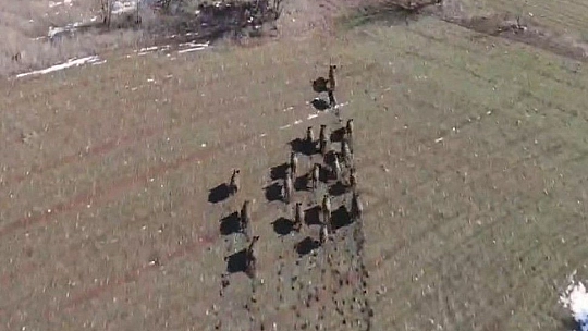 Elazığ'da domuz sürüsü drone ile görüntülendi