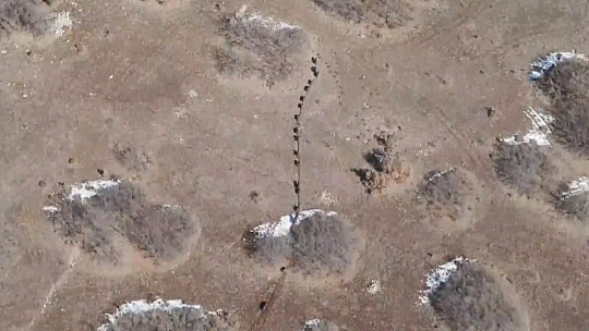 Elazığ'da domuz sürüsü drone ile görüntülendi