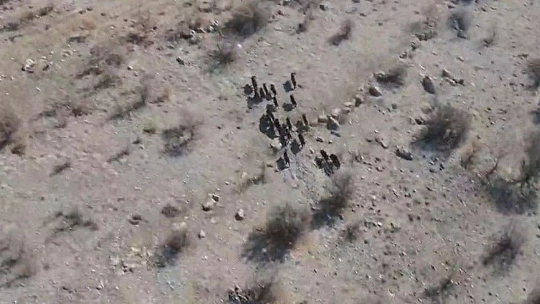 Elazığ'da domuz sürüsü drone ile görüntülendi