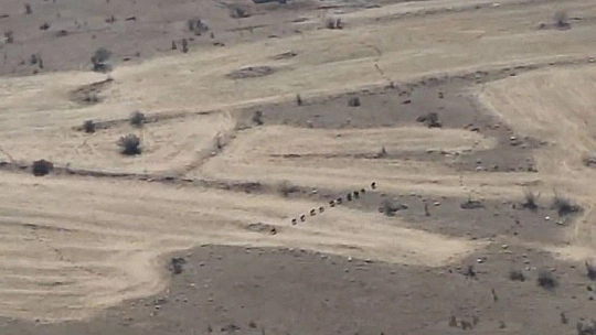 Elazığ'da domuz sürüsü drone ile görüntülendi