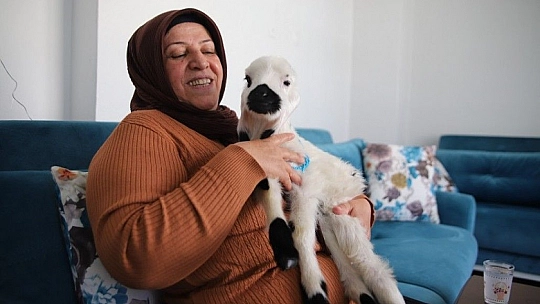 Sahiplendiği kuzu, hem evinin neşesi, hem de terapisi oldu