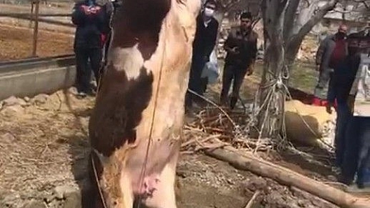 Elazığ'da 14 metrelik kuyuya düşen gebe inek, 1 saatlik çalışmayla kurtarıldı