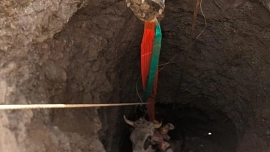 Elazığ'da 14 metrelik kuyuya düşen gebe inek, 1 saatlik çalışmayla kurtarıldı
