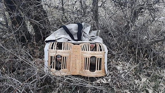 Elazığ'da avlaklarda denetim, keklikler ele geçirildi bir meteris yıkıldı