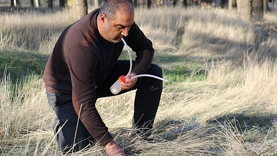 Bu böcek dünyada ikinci, Türkiye'de ilk defa Elazığ'da görüldü