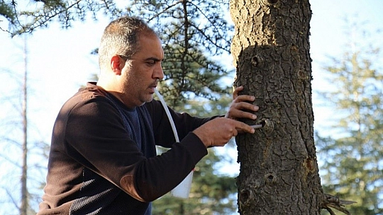 Bu böcek dünyada ikinci, Türkiye'de ilk defa Elazığ'da görüldü