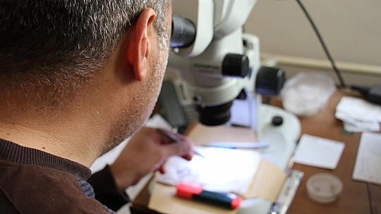 Bu böcek dünyada ikinci, Türkiye'de ilk defa Elazığ'da görüldü