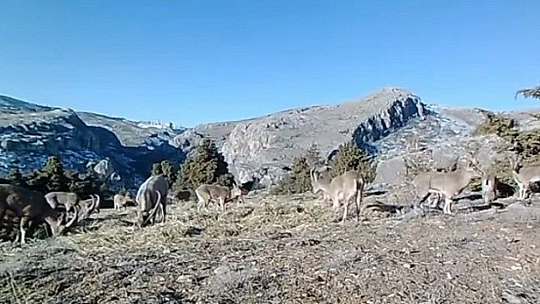 Su ve yiyecek ihtiyacını karşılayan dağ keçileri, fotokapanla görüntülendi