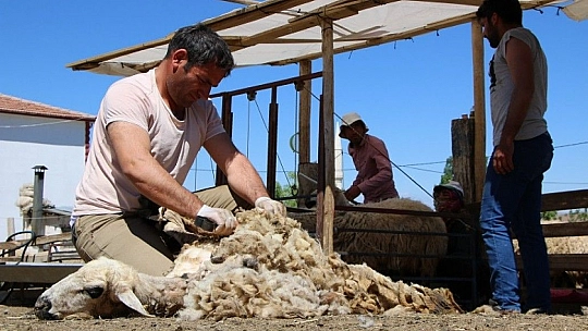 Besicilerin koyun kırkma mesaisi başladı