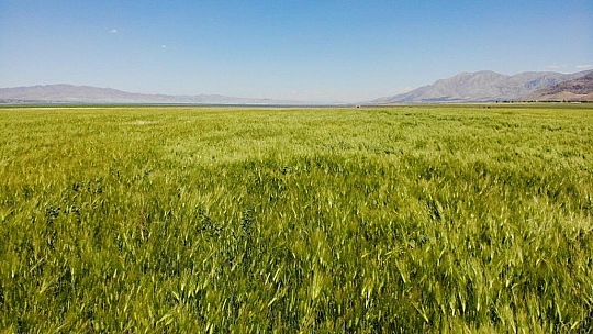 12 yıl önceki kuraklık tekrar baş gösterdi, kuruyan baraj havzasında tarıma başlandı