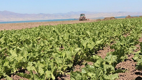 12 yıl önceki kuraklık tekrar baş gösterdi, kuruyan baraj havzasında tarıma başlandı