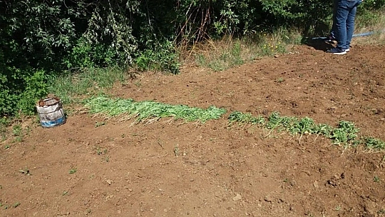 Elazığ'da zehir tacirlerine operasyon, 17 kilo esrar ele geçirildi
