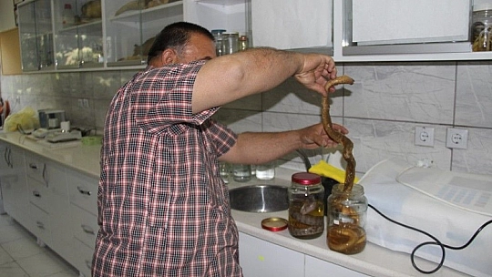 Depremler yılanların da yaşam alanlarını bozdu, ekolojik dengesizlik popülasyonu arttırdı