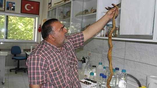 Depremler yılanların da yaşam alanlarını bozdu, ekolojik dengesizlik popülasyonu arttırdı