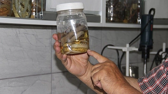 Depremler yılanların da yaşam alanlarını bozdu, ekolojik dengesizlik popülasyonu arttırdı