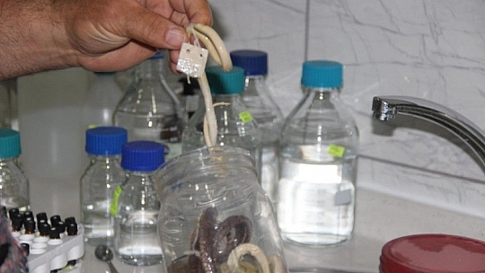 Depremler yılanların da yaşam alanlarını bozdu, ekolojik dengesizlik popülasyonu arttırdı