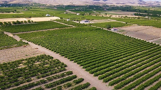 Elazığ'ın üzüm köyünde erkenci üzüm hasadı