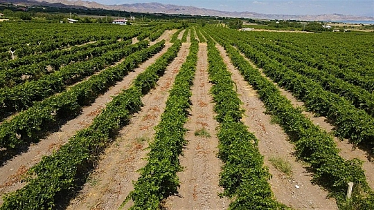 Elazığ'ın üzüm köyünde erkenci üzüm hasadı
