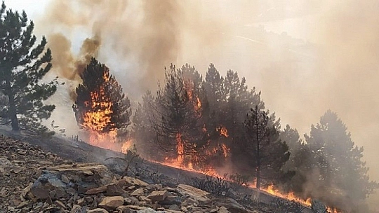 Elazığ'daki orman yangını söndürüldü