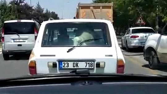 Kurbanlık koyunu otomobilin bagajında böyle taşıdı