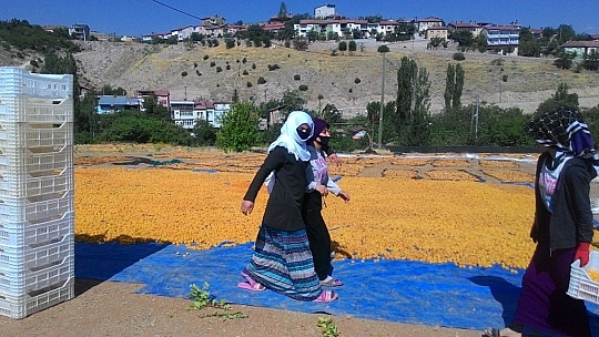Kayısı hasadında bayram sonrası yoğun mesai
