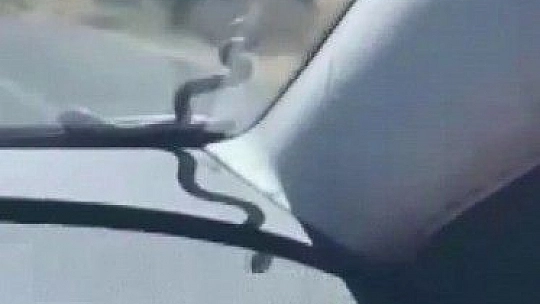 Araçlarına giren yılanla Elazığ'a kadar geldiler