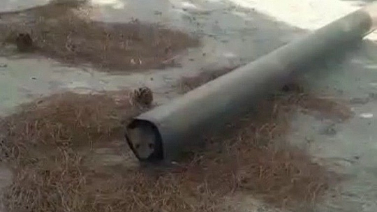 Sulama havuzunda mahsur kalan sansar, plastik boru ile kurtarıldı
