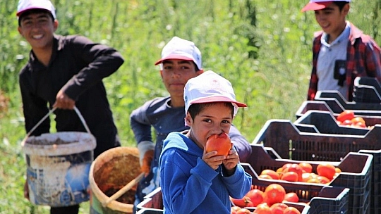 Dünya sofralarına lezzet katacak kurutmalık domatesin hasadı başladı