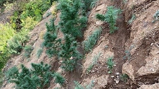 Elazığ'da uyuşturucu operasyonu