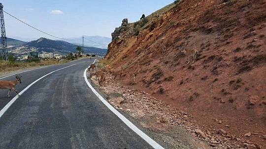 Dağ keçileri ile diyaloğu gündem olmuştu, o anları anlattı