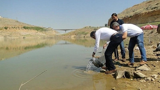 Elazığ'dan giden 120 bin yavru balık Malatya'daki göletlere bırakıldı