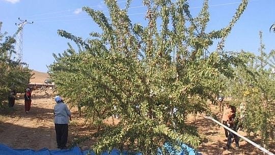 Elazığ'da 'organik badem hasat etkinliği' düzenlendi