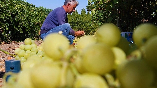 Elazığ'da 'En tatlı' hasat dönemi başladı