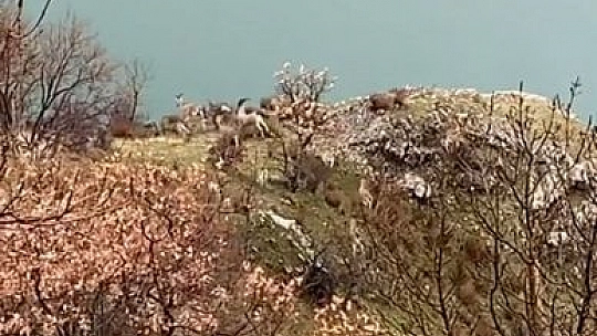 Elazığ'da Jandarma, Yaban Hayatı İçin Doğaya Yem Bıraktı