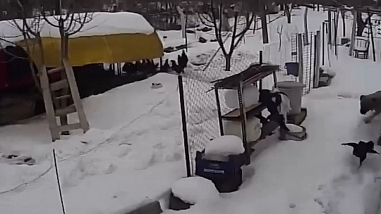 Aç Kalan Sokak Köpekleri Tavuklara Saldırdı, O Anlar Güvenlik Kamerasına Yansıdı