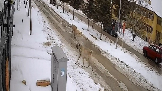 Aç Kalan Sokak Köpekleri Tavuklara Saldırdı, O Anlar Güvenlik Kamerasına Yansıdı