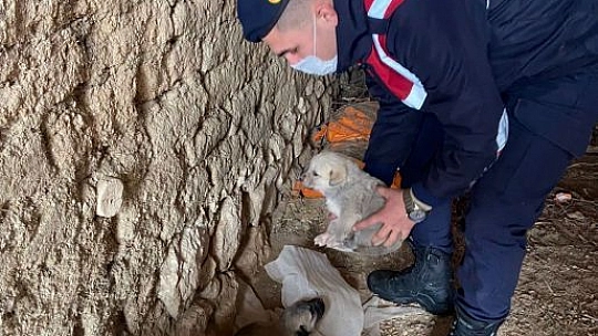 Jandarma Ekipleri, Anne Ve Yavru Köpeklere Sahip Çıktı