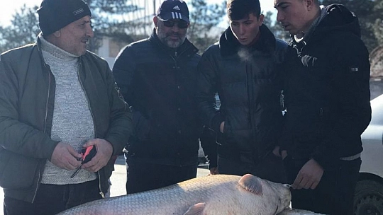80 Kiloluk Dev Balık Tezgâhta Alıcı Buluyor