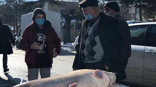 80 Kiloluk Dev Balık Tezgâhta Alıcı Buluyor