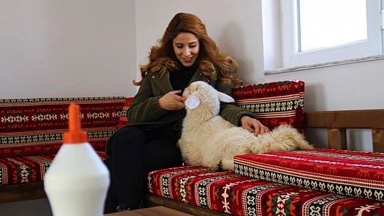 Annesi Ölen 'Rıfkı'yı' Ev Ortamında Biberonla Besliyorlar