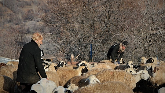 Elazığ'da Kuzuların Anneleriyle Muhteşem Buluşması