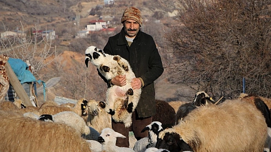 Elazığ'da Kuzuların Anneleriyle Muhteşem Buluşması