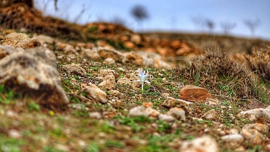 Elazığ'da Nevruz Çiçekleri Açtı