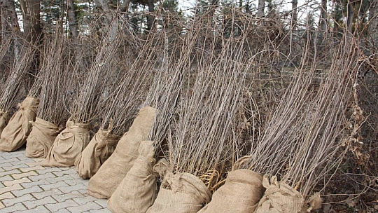 Elazığ'da Üreticilere 6 Bin 500 Dut Fidanı Dağıtıldı