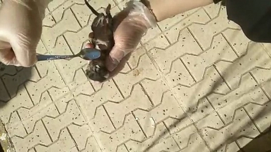 Yavru Kedi Kalp Masajı ile Hayata Döndü