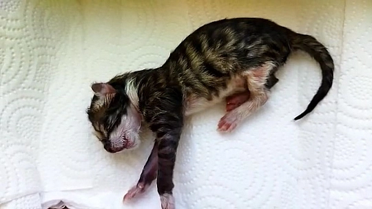 Yavru Kedi Kalp Masajı ile Hayata Döndü