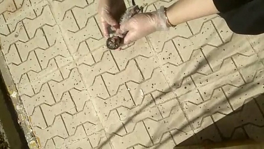 Yavru Kedi Kalp Masajı ile Hayata Döndü