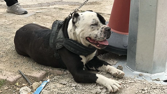 HAYDİ'den Pitbull Operasyonu, Cezalar Peş Peşe Geldi