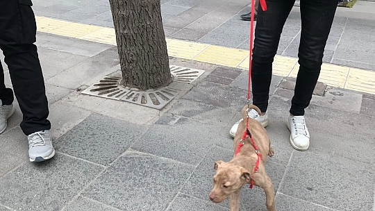 HAYDİ'den Pitbull Operasyonu, Cezalar Peş Peşe Geldi